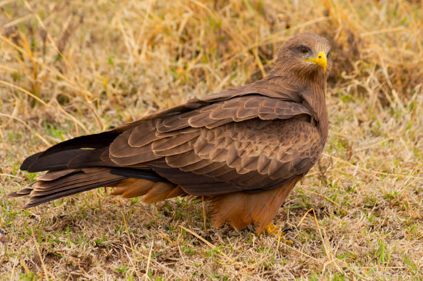 the black kite (milvus migrans) a medium sized bird of prey, nogorongoro crater tanzania. - social media imagens e fotografias de stock