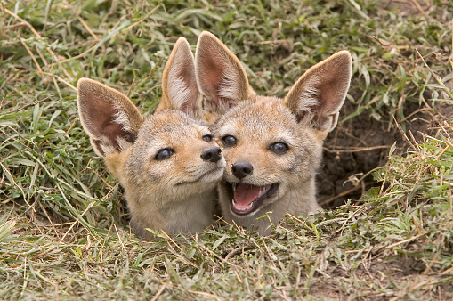 The black-backed jackal (Canis mesomelas or Lupulella mesomelas), also known as the silver-backed or red jackal, is a species of jackal. Masai Mara National Reserve, Kenya. Several young Jackal pups at a den site. East African black-backed jackal.