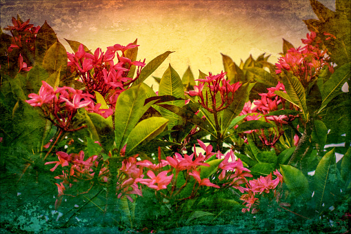 The bloom of plumeria flowers for background by Vintage style at public garden in Oahu island Hawaii