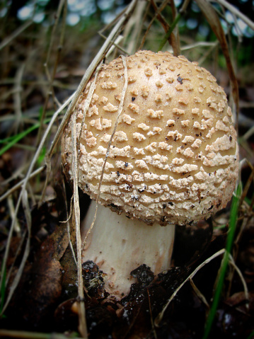 The Amanita Rubescens fungi, commonly known as 'the blusher'. Found in the New Forest, UK.