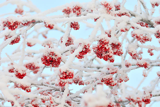 The branches of ashberry under snow like sweeties stock photo