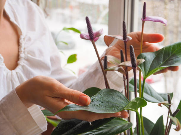 The breeding of indoor plants. Female gardener keeps anthurium flower. Anthurium flowers, close-up. Breeding plants. anthurium stock pictures, royalty-free photos & images