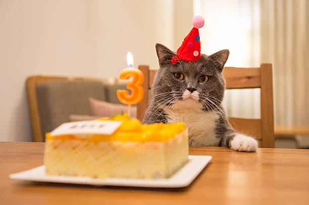 The British shorthair and birthday cake  happy birthday cat stock pictures, royalty-free photos & images