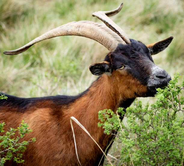 The brown goat stock photo
