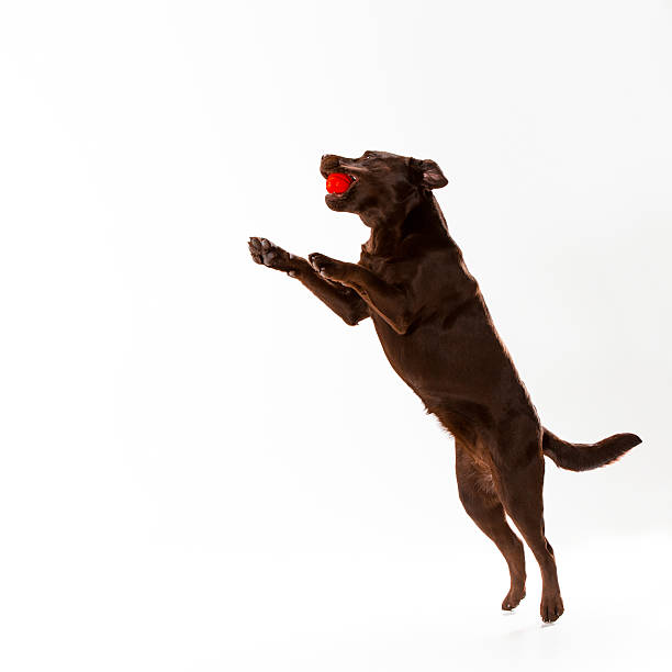 The brown labrador retriever on white The brown labrador retriever playing on white studio background chocolate labrador stock pictures, royalty-free photos & images