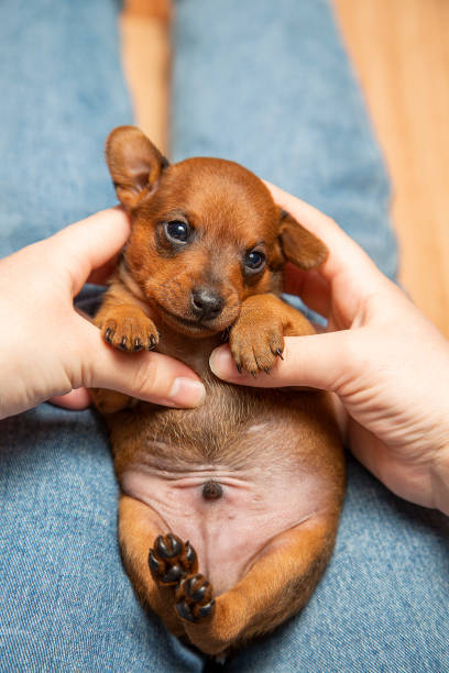 The brown puppy is lying on the lap of the owner. Mini pinscher. stock photo