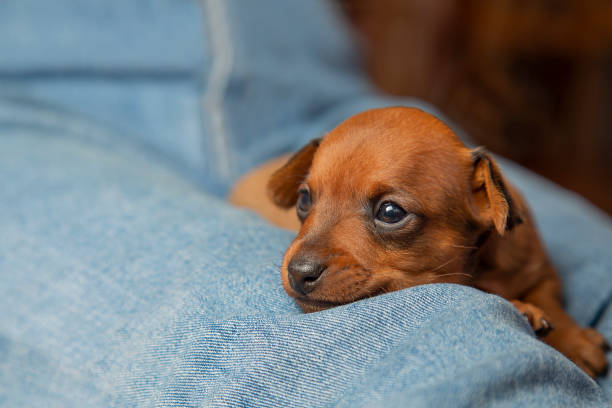 The brown puppy is lying on the lap of the owner. The muzzle dog Mini pinscher stock photo