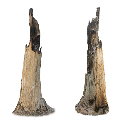 The burnt tree left only stumps. isolated on a white background