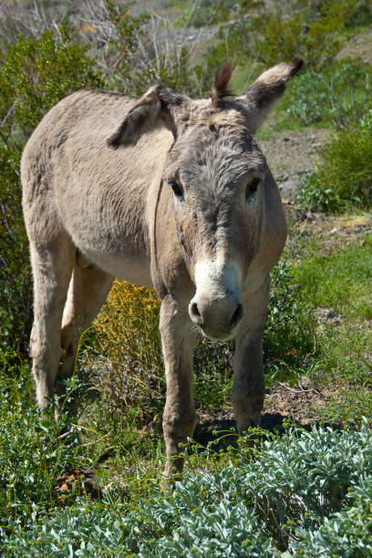 Wild Burro of Oatman Arizona The burros that populate the Black Mountains of Mohave County, Arizona are wild descendents of the pack animals used by miners. The wild burros are now facing an over-population problem which could result in starvation and conflicts with cars and humans. The chair of the Mohave County Board of Supervisors says that the Black Mountains area can sustain less than 500 burros. The present population is around 2,000. These wild burrows were photographed in the town of Oatman, Arizona, USA. jeff goulden route 66 stock pictures, royalty-free photos & images