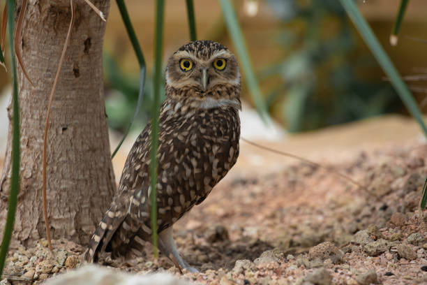 The burrowing owl (Athene cunicularia) stock photo