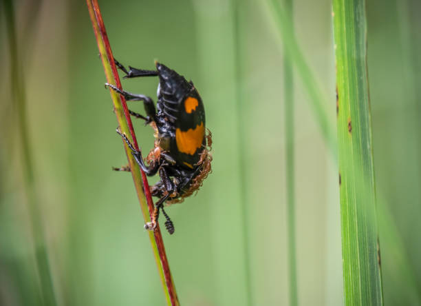 The Burying beetle aka Nicrophorus vespilloides on plant stem with phoretic mites visible. The Burying beetle aka Nicrophorus vespilloides on plant stem with many phoretic mites visible. carrion stock pictures, royalty-free photos & images
