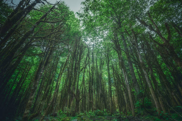The buxus forest ( Şimşir Ormanı ) from Rize, Turkey - Pinterest Turkey, the only old boxwood forest (simsir ormanlari) in Camlihemsin, Rize, Türkiye copse stock pictures, royalty-free photos & images