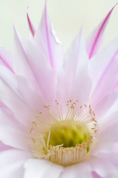 The cactus Echinopsis bloom a beautiful large pink flowers stock photo
