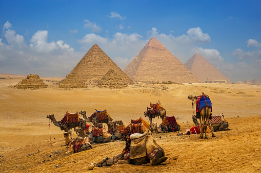 Tourist transportation, camels resting in front of the famous pyramids in Cairo, Egypt.