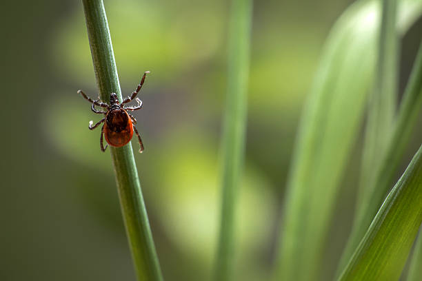 The castor bean tick (Ixodes ricinus) The castor bean tick (Ixodes ricinus) lyme disease stock pictures, royalty-free photos & images