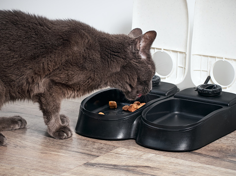 Brown cat eats from the automatic feeder