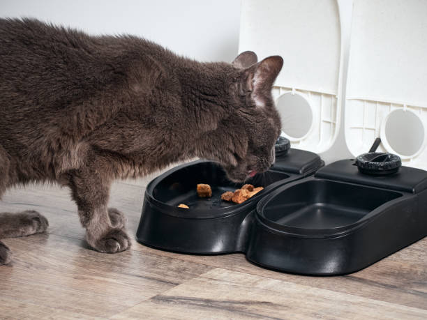 el gato come del alimentador automático - automático fotografías e imágenes de stock