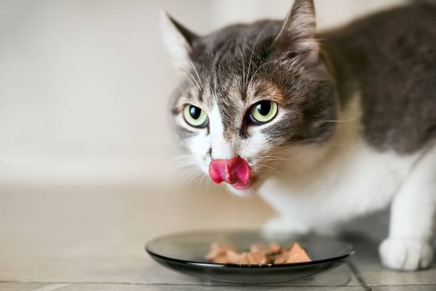 The cat eats the food and licks a big language The cat eats the food and licks a big language. Shooting a pet from a lower angle. The look of the animal is directed to the place to copy pate photos stock pictures, royalty-free photos & images