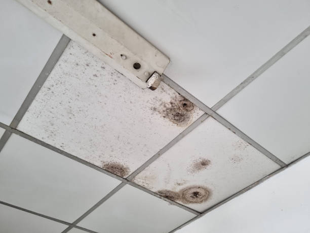 The ceiling is moldy wall panels stock photo