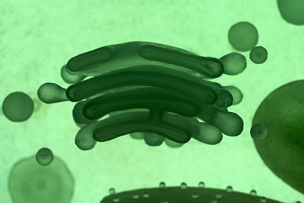 The Cell: Golgi Apparatus Model  rough endoplasmic reticulum stock pictures, royalty-free photos & images