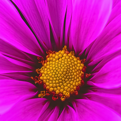A pink colored daisy up close with great detail