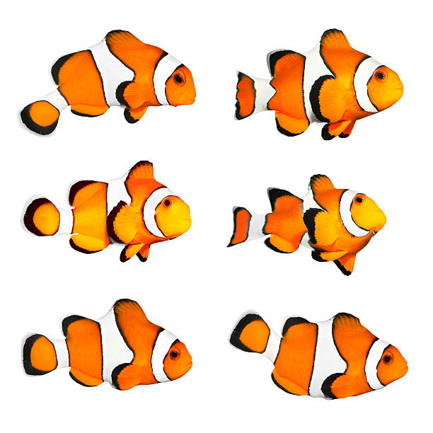The Clownfish (Amphiprion ocellaris) Set of a clownfish in different positions isolated on a white background. anemonefish stock pictures, royalty-free photos & images