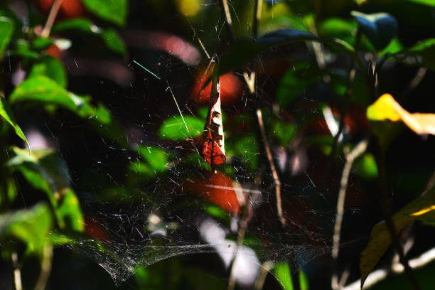 spindelnätet på trädet - tree of life bildbanksfoton och bilder