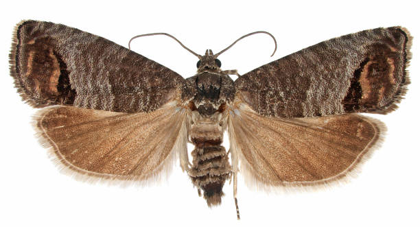 The codling moth (Cydia pomonella) isolated. Is a member of the Lepidopteran family Tortricidae. It is major pests to agricultural crops, mainly fruits such as apples and pears in orchard and gardens. stock photo