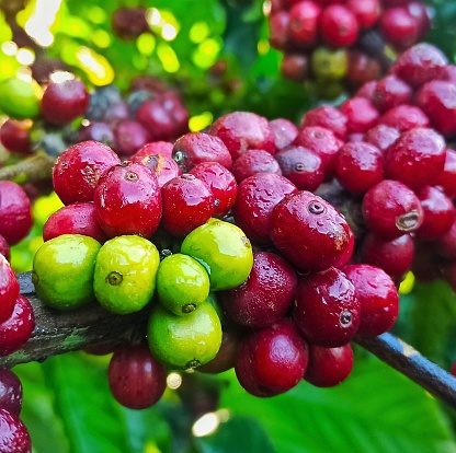 The coffee berries are ripe red on the robusta coffee tree