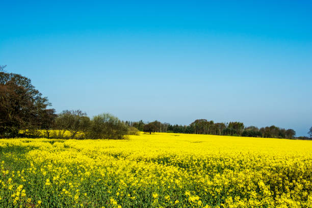 The Colours of Spring A rapeseed field  Landican Village Wirral Merseyside UK the wirral stock pictures, royalty-free photos & images