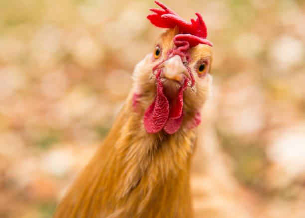 The Comb Over The chicken wanted to model for the camera. chicken stock pictures, royalty-free photos & images