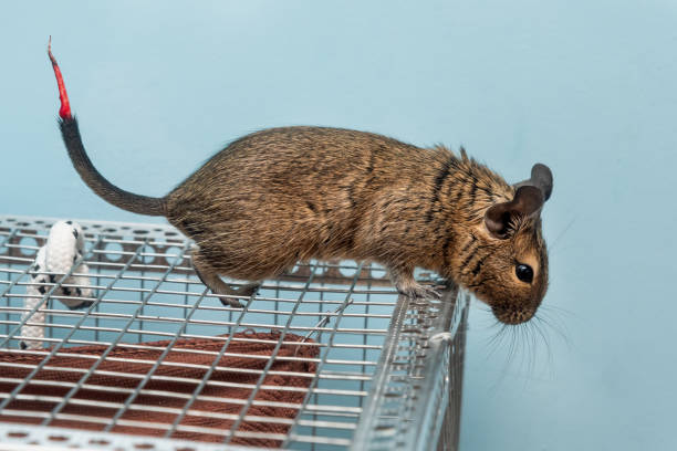 Photo of The common degu with an injured tail. Little cute gray mouse Degu close-up.