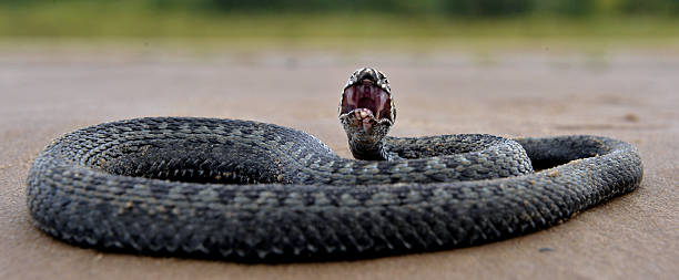 The common European adder . The common European adder or common European viper, is a venomous viper species that is extremely widespread. snake with its tongue out stock pictures, royalty-free photos & images
