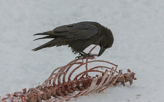 The Common Raven (Corvus corax), also known as the Northern Raven, is a large, all-black passerine bird. Found across the northern hemisphere, it is the most widely distributed of all corvids. Eating from the bones of an animal.