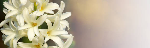 het concept van rouw. witte hyacintbloem op een abstracte achtergrond. we herinneren ons dat we rouwen. selectieve focus, close-up, zijaanzicht, kopieerruimte. banner. - rouwkaart stockfoto's en -beelden