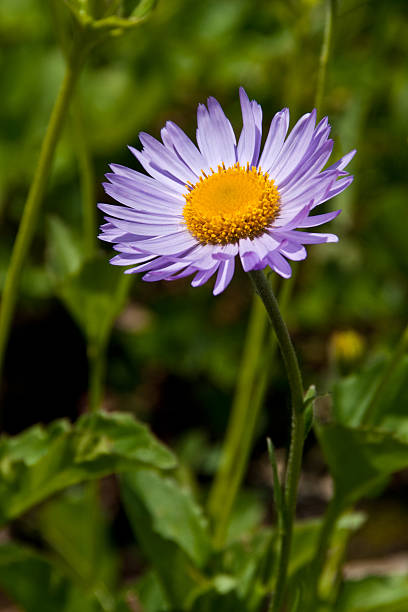Purple Aster The Continental Divide is the principal hydrological divide of the Americas. The Continental Divide extends along the Rocky Mountains and Andes, and separates the watersheds that drain into the Pacific Ocean from those that drain into the Atlantic Ocean, Gulf of Mexico and the Caribbean Sea. This lone Purple Aster was photgraphed by the Hidden Lake Trail near Mount Clements in Glacier National Park, Montana, USA. jeff goulden glacier national park stock pictures, royalty-free photos & images