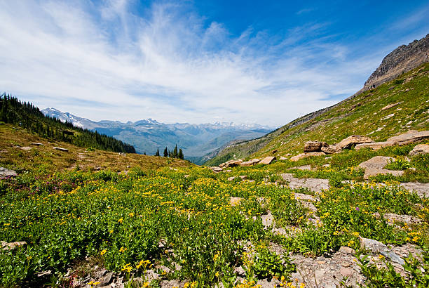 Haystack Saddle The Continental Divide is the principal hydrological divide of the Americas. The Continental Divide extends along the Rocky Mountains and Andes, and separates the watersheds that drain into the Pacific Ocean from those that drain into the Atlantic Ocean, Gulf of Mexico and the Caribbean Sea. This meadow of fireweed was below the Continental Divide at Haystack Saddle in Glacier National Park, Montana, USA. jeff goulden glacier national park stock pictures, royalty-free photos & images