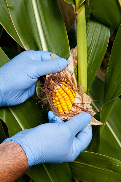 The Corn Doctor stock photo