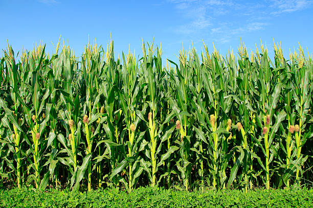 el maíz en el campo - corn field fotografías e imágenes de stock