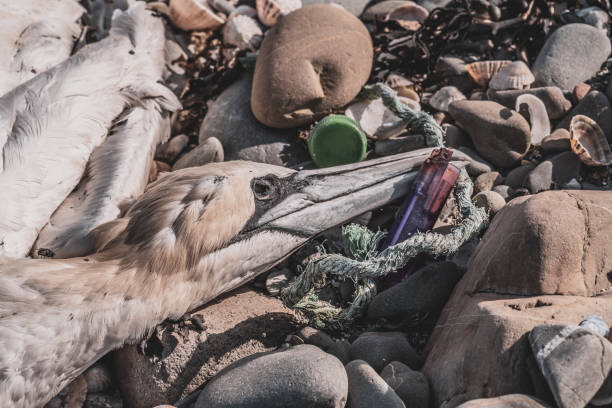 The corpse of a Gannet washed up on a beach Ballyquintin Point, Northern Ireland, United Kingdom - August 8, 2019: the corpse of a Gannet washed up on a beach in County Down.  Gannets are the UK and Ireland's largest nesting seabird, with a long, cigar-shaped body and spear-like bill. It's wingspan is  1.75m.  They typically live for 17 years.  As they dive for fish under water from a height of 20m or more, entering the water at over 90km/hr, they are particularly vulnerable to the effects of plastic pollution within the oceans. strangford lough stock pictures, royalty-free photos & images