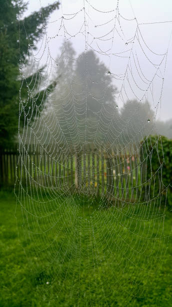 The correct shape of the web is the fruit of the painstaking work of a diligent spider, Tver region, Russia stock photo