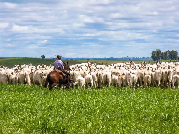 o cowboy lidera um grupo de gado da raça nelore - gado brasil - fotografias e filmes do acervo