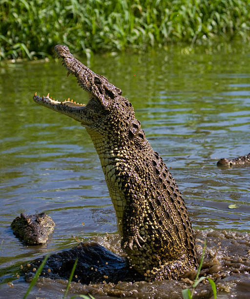 The Cuban crocodile jumps out of the water stock photo