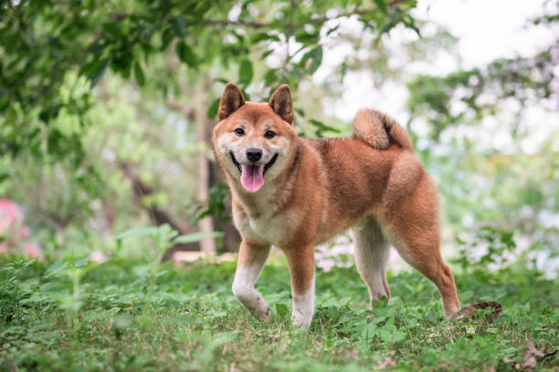 The cute little Shiba Inu  dhole stock pictures, royalty-free photos & images