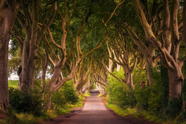 The Dark Hedges in Northern Ireland at sunset Road through the Dark Hedges tree tunnel at sunset in Ballymoney, Northern Ireland, United Kingdom ireland stock pictures, royalty-free photos & images