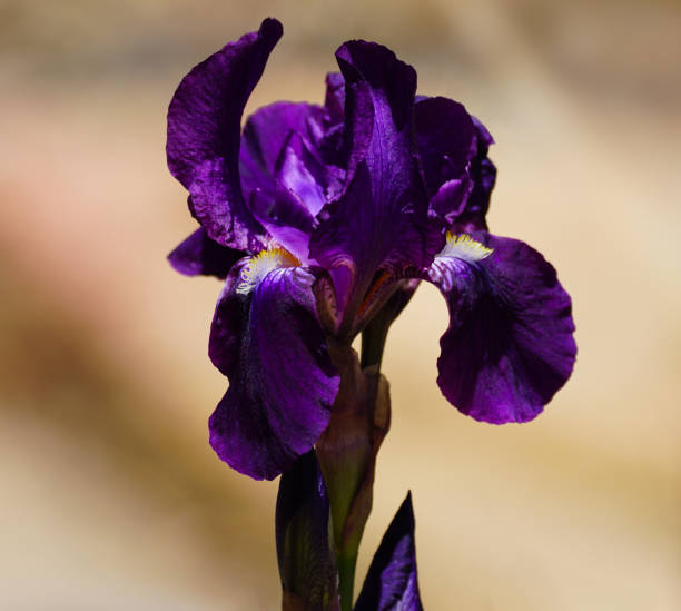 The Deep Purple of an Easter Iris Flower stock photo
