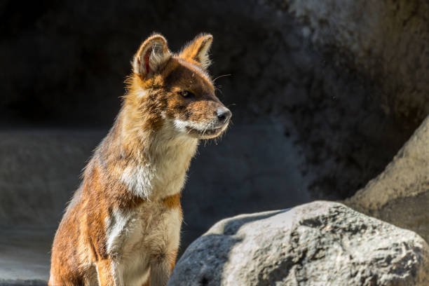 The dhole sitting on the rock and looking away. Asian predators close up. Endangered animals of the world. The dhole sitting on the rock and looking away. Asian predators close up. dhole stock pictures, royalty-free photos & images