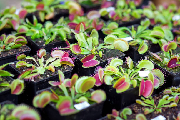 the dionaea muscipula predatory plant. dionaea muscipula predatory plant eating insects, close-up plant in flowerpots. carnivorous plant stock pictures, royalty-free photos & images
