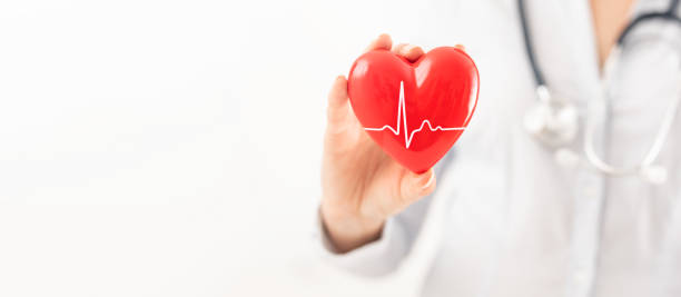 The doctor is holding and showing a red heart. stock photo