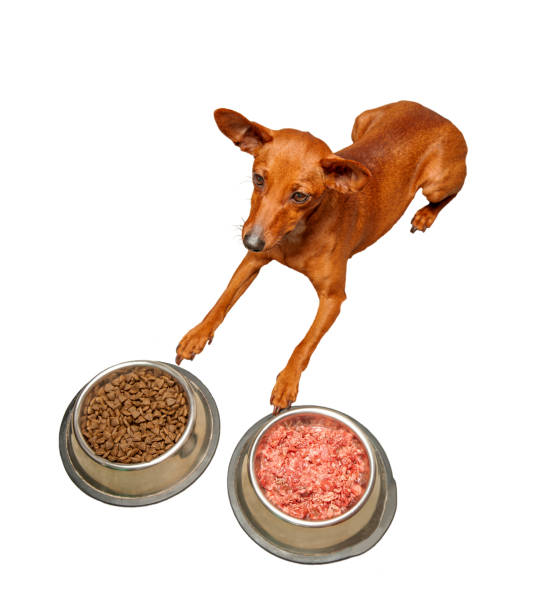 The dog lies between two bowls of dry food and meat Isolate. Pet food stock photo